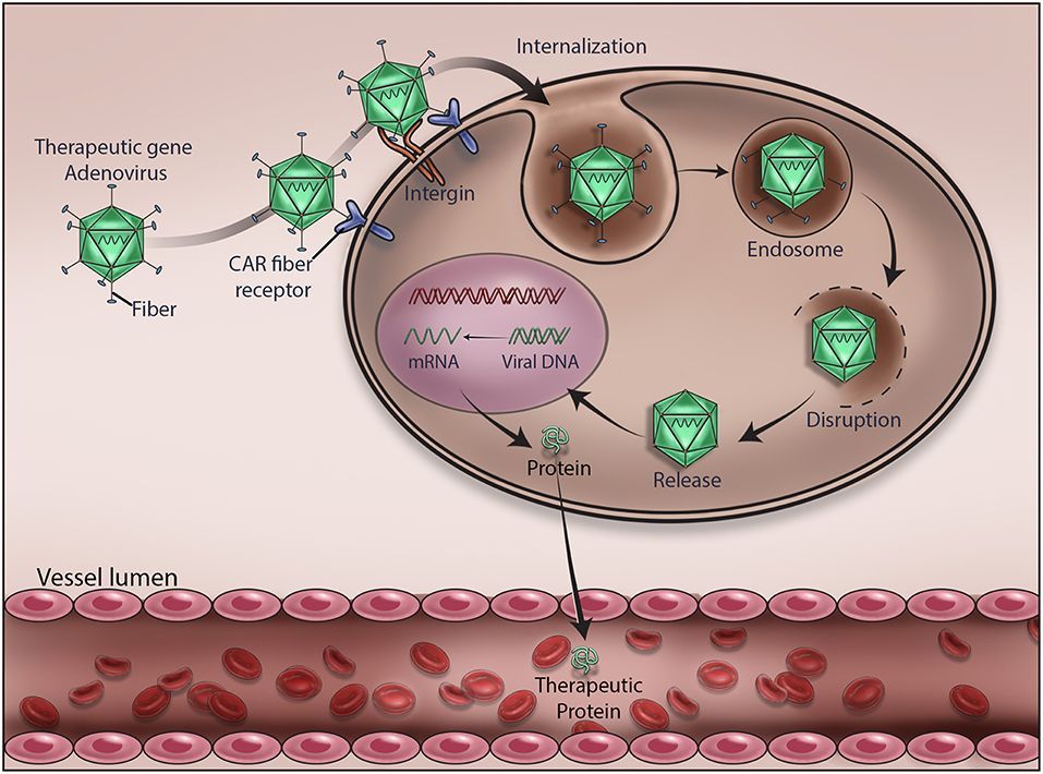 Cell & Gene Therapy Bioprocessing & Manufacture