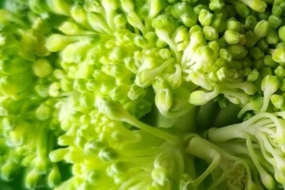 Careers Café - From Broccoli to Biotech, 6th Oct 2025 Online