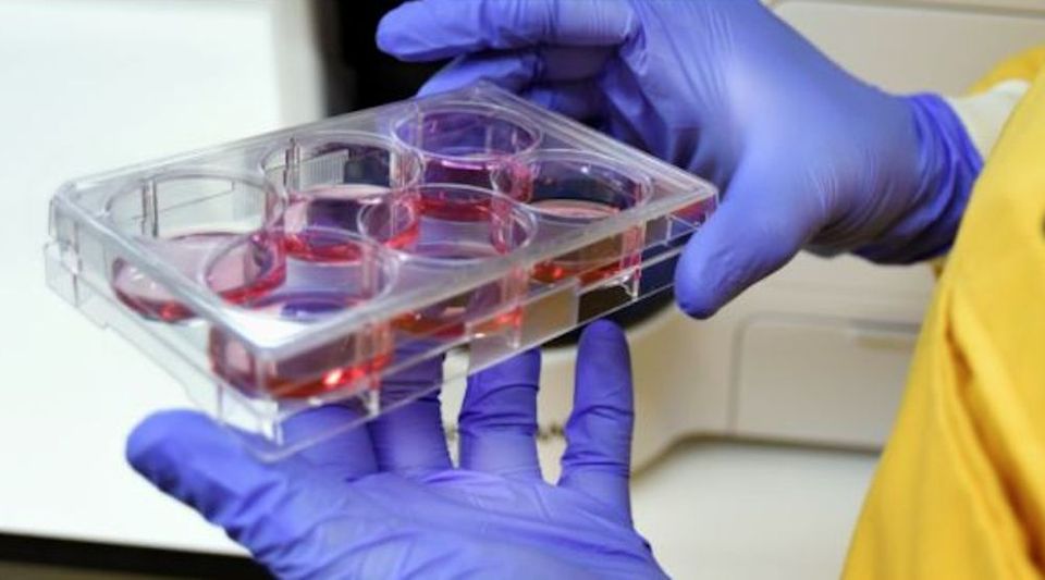 Practical Skills: Cell Culture Methods for Drug Testing